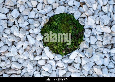 Moos als Zierelement in der Landschaftsgestaltung und Gartengestaltung Stockfoto