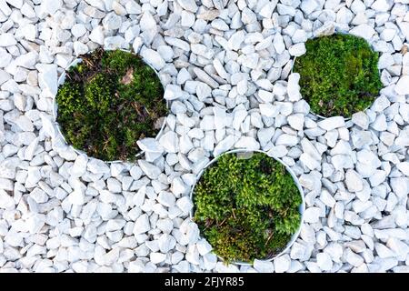 Moos als Zierelement in der Landschaftsgestaltung und Gartengestaltung Stockfoto