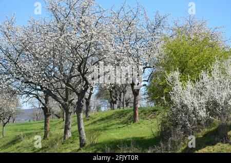 Landschaft mit blühenden chery Bäumen auf einer Wiese in Witzenhausen Wendershausen, Deutschland Stockfoto