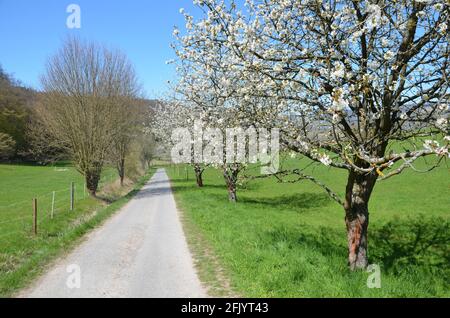 Landschaft mit blühenden chery Bäumen auf einer Wiese in Witzenhausen Wendershausen, Deutschland Stockfoto