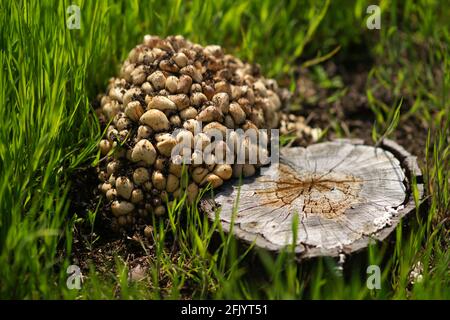 Großes frisches Myzel in der Nähe eines alten Baumstumpels in einem Frühlingsfeld. Pilze wachsen auf einem Baumstumpf. Stockfoto