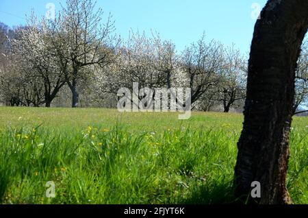 Landschaft mit blühenden chery Bäumen auf einer Wiese in Witzenhausen Wendershausen, Deutschland Stockfoto