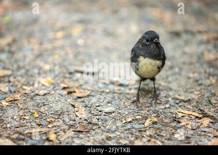 South Island Robin oder Toutouwai, ein endemischer neuseeländischer Waldvögel, der auf der Strecke steht, die durch den Wald führt Stockfoto