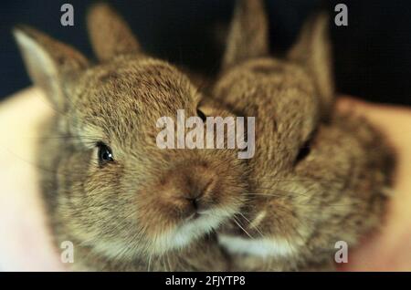 Tigiwinkles Wildlife Hospital in Buckinghamshire Baby Rabbit pic David Sandison Stockfoto