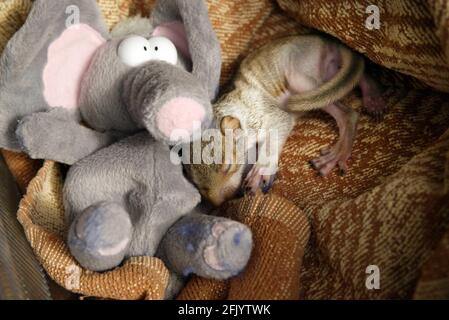 Tigiwinkles Wildlife Hospital in Buckinghamshire Baby Squirrel pic David Sandison Stockfoto