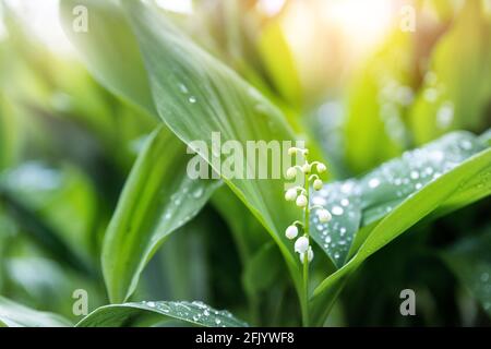 Nahaufnahme der Makroansicht der wachsenden Maiglöckchen. Convallaria majalis Wildpflanze im Garten oder Wald. Zarte kleine Glockenblüte Stockfoto