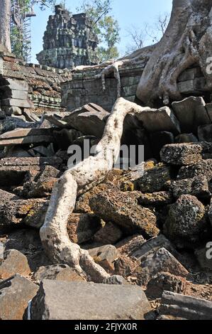 Baumroten überwuchsen den Tempelkomplex von Ta Prohm, Angkor, Kambodscha Stockfoto