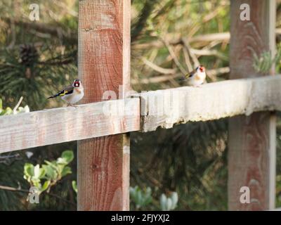 Zwei Goldfinken (Carduelis carduelis) saßen auf einem Holzzaun bei Big Pool Wood, einem Wildlife Trust Reservat in Gronant, Nordwales. Stockfoto