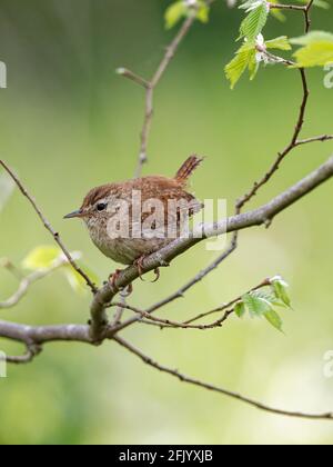 Ein Wren (Troglodytes troglodytes), der auf einem Zweig vor grünem Hintergrund in Big Pool Wood, einem Wildlife Trust Reservat in Gronant, Nordwales, thront. Stockfoto