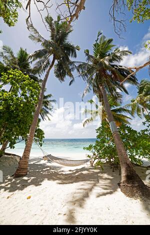 Am Strand auf Bandos Island auf den Malediven hängt eine Hängematte zwischen Palmen. Der Sandstrand wird vom Indischen Ozean umspült. Stockfoto