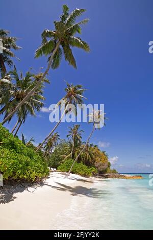 Coconut Palms und Mangroves am Strand von Bandos Island auf den Malediven. Die Malediven sind ein beliebtes tropisches Urlaubsziel im Indischen Ozean. Stockfoto