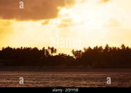 Palmen auf Bandos Island auf den Malediven. Die Malediven sind ein beliebtes tropisches Urlaubsziel im Indischen Ozean. Stockfoto