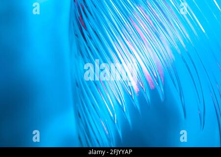 Abstrakter Glashintergrund. Textur aus gewelltem Glas, beleuchtet mit mehrfarbigem Licht. Rosa und blaue Flecken. Nahaufnahme. Fackeln auf Glas Stockfoto