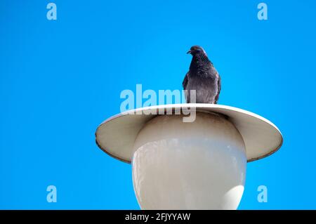 Die Taube sitzt auf einer Laterne gegen den klaren blauen Himmel. Stadttaube, die auf einer weißen Straßenlaterne im Park sitzt. Stockfoto