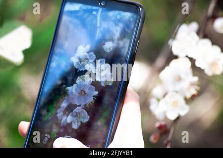 Hand machen Foto von blühenden Aprikosenblüten auf dem Handy für soziale Netzwerk. Smarthone-Bildschirm mit Blumenfotografie aus nächster Nähe. Spaziergang im Frühling bo Stockfoto