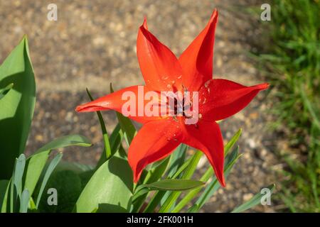 Red Tulip Stockfoto