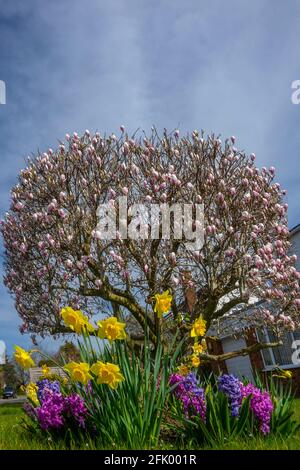 Frühlingsfarben, Magnolien, Narzissen und Hyazinthen Stockfoto