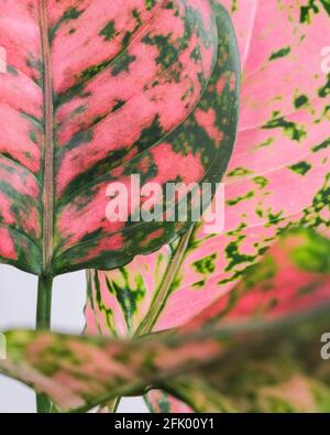 Nahaufnahme von Gummibaum Rubinrot dunkelgrne Bltter gesplt Mit Rosa und  Creme Stockfotografie - Alamy