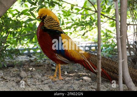 Eine Nahaufnahme eines männlichen goldenen Phaasans (Chrysolophus pictus) oder des chinesischen oder Regenbogenfaasans, Stockfoto