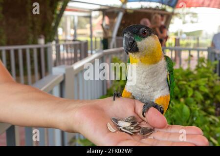 Ein Schwarzkopfpapagei (Pionites melanocephalus) frisst Samen aus der Hand eines Kindes. Stockfoto