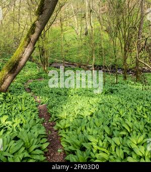 Wilde Knoblauchblüten, die sich auf die Blüte vorbereiten, im Ribble Valley Woodland, Grindleton, Lancashire, Großbritannien. Stockfoto