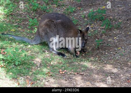 Rothalswallaby (Macropus rufogriseus), der im Gras frisst. Australische Beuteltier. Stockfoto