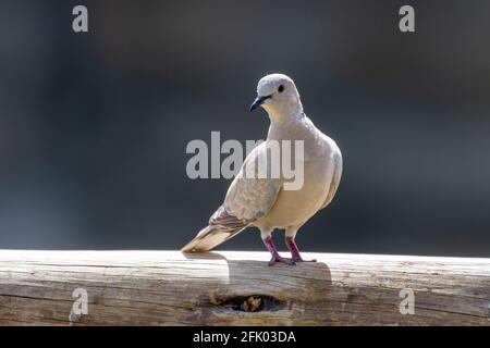 Eurasische Kragentaube (Streptopelia decaocto), die in der Sonne auf einem Ast thront. Stockfoto