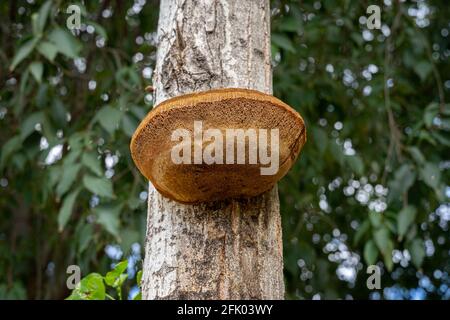 Orangenpilz wächst auf einem Baumstamm Stockfoto