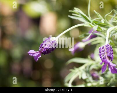 Schönes Bild von Schmetterling Lavendel vor weichen unscharfen farbigen Hintergrund