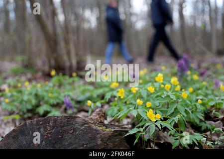 Frühlingsblumen in einem Wald, unverschämten Blick auf die Menschen zu Fuß. Gelbe Anemone-Butterblumen blühen in der Nähe des Pfades Stockfoto