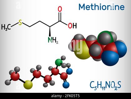 Methionin (l- Methionin, MET , M) essentielles Aminosäuremolekül. Strukturelle chemische Formel und Molekülmodell Stock Vektor