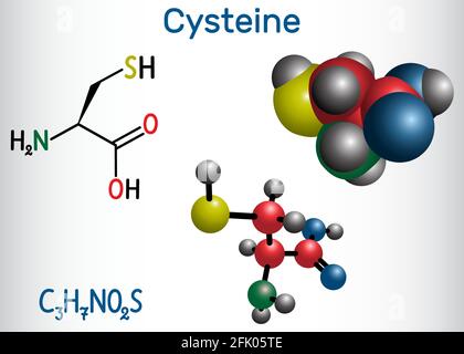 Cystein (L-Cystein, Cys, C) proteinogenes Aminosäuremolekül. Strukturelle chemische Formel und Molekülmodell Stock Vektor