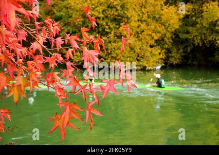 Menschen Kajakfahren im Herbst. Marne in Ile-de-France (Frankreich). Rote Blätter Ahornbaum Zweig im Vordergrund. Stockfoto