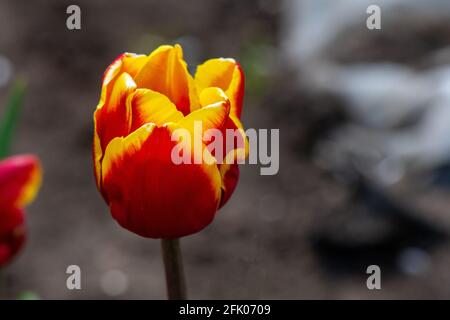 Makrobilder einer Tulpe im englischen Frühling, rote Blütenblätter mit gelben Spitzen, enge Schärfentiefe. Stockfoto