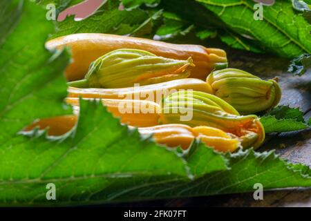 Goldgelbe Zucchini oder Zucchini, frisch geerntet, selbst angebaut in einem Gartenbau-Kleinbetrieb, auf einer Kleinanlage oder im Garten, geringe Feldtiefe copy sp Stockfoto