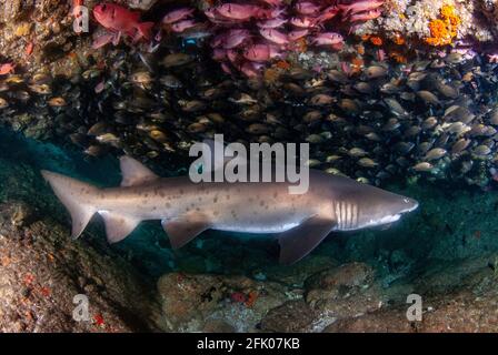 Sandtigerhai (Karcharias taurus) In der Höhle mit der Schule der kleinen Fische Stockfoto