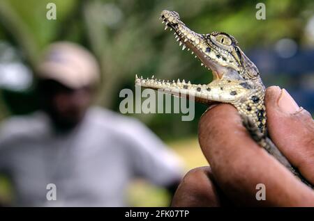 Baby Krokodil halten in einer Hand während eines Vortrags in Eine Krokodilfarm Stockfoto