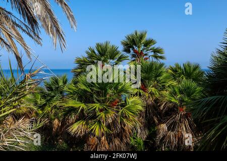 Zwergpalmen, mediterrane Bäume, Chamaerops humilis, im Naturschutzgebiet Zingaro, Provinz Trapani, Sizilien, Italien Stockfoto