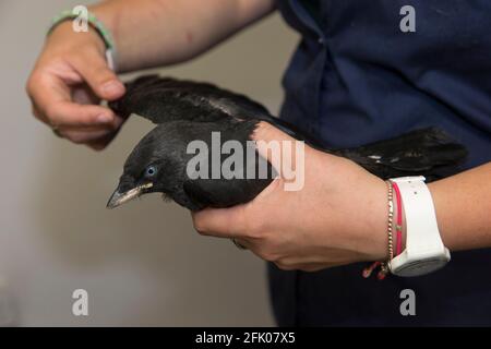 Prüfung der Dohle (Corvus Monedula) für Verletzungen, Secret World Tierheim, Somerset, Großbritannien Stockfoto