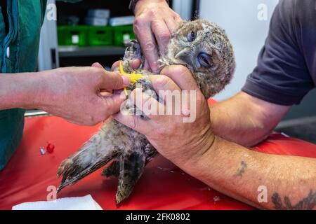 Injektion von Mikrochip in junge Waldkauz (Strix aluco) vor der Freisetzung in Wild, Secret World Animal Sanctuary, Somerset, Großbritannien Stockfoto