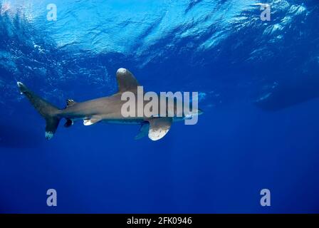 Seitliche Ansicht eines sich im Blau nahe der Oberfläche bewegenden Longimanus. Stockfoto