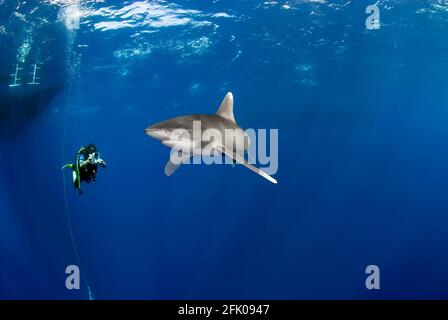 Taucher dreht einen Longimanus-Hai ganz nah. Stockfoto