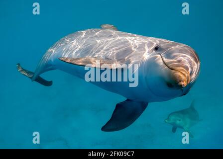 Delfine unter Wasser, einer ganz in der Nähe der Kamera Stockfoto