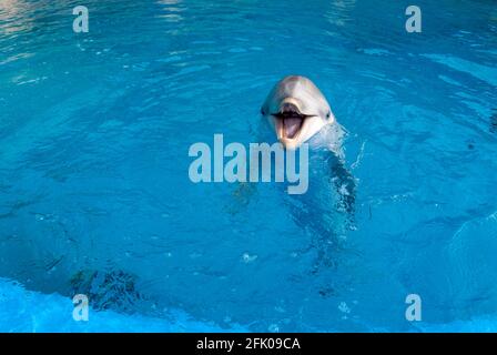 Ein Delphin auf der Oberfläche eines Pools mit dem Mund offen Stockfoto