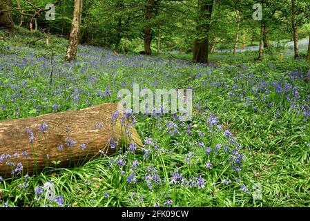 Bluebells bei Ashenbank Wood, Kent, Großbritannien Stockfoto