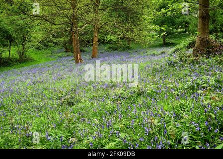 Bluebells bei Ashenbank Wood, Kent, Großbritannien Stockfoto