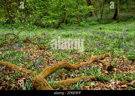 Bluebells bei Ashenbank Wood, Kent, Großbritannien Stockfoto