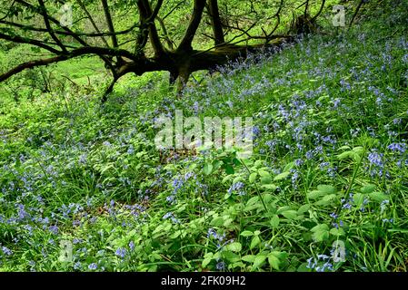 Bluebells bei Ashenbank Wood, Kent, Großbritannien Stockfoto