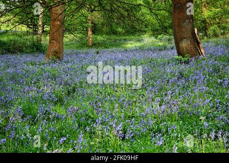 Bluebells bei Ashenbank Wood, Kent, Großbritannien Stockfoto