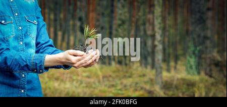 Pflanzen eines Waldes und Wiederaufforstung Konzept - Hände halten Kiefernbaum Sämling. Banner kopieren Raum Stockfoto